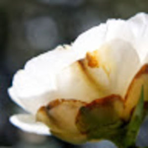 Meet your Posher, Clara